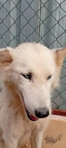 Donut, una dolcezza di Husky | Foto 2