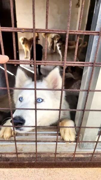Donut, una dolcezza di Husky | Foto 0