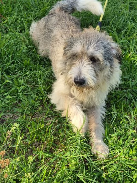 Blue, una simil terrier molto equilibrata | Foto 6