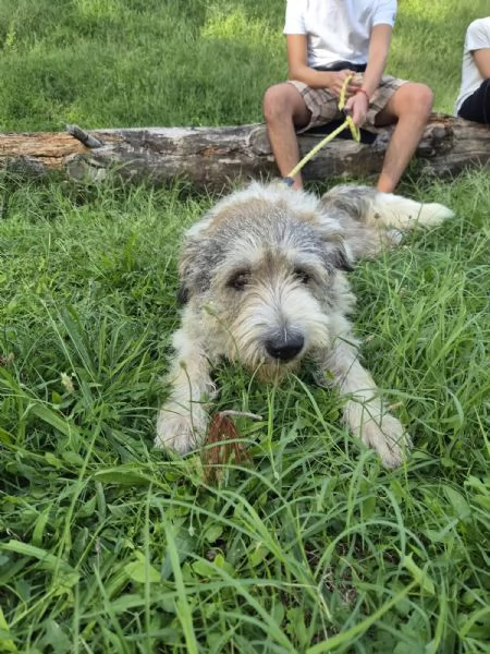 Blue, una simil terrier molto equilibrata | Foto 5