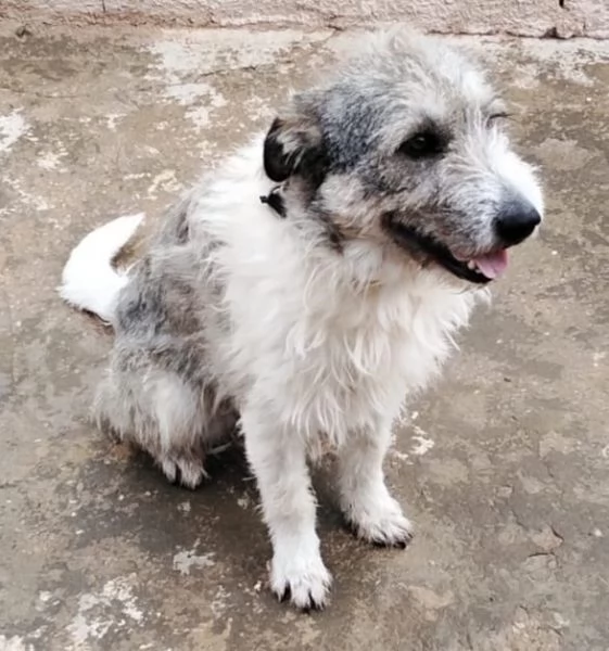 Misty, una giocherellona spettinata