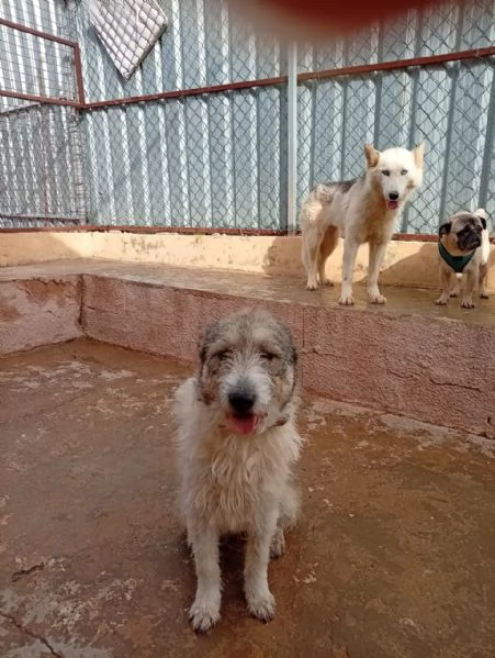 Misty, una giocherellona spettinata | Foto 4