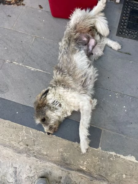 Misty, una giocherellona spettinata | Foto 3