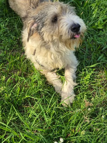 Blue, una simil terrier molto equilibrata | Foto 4
