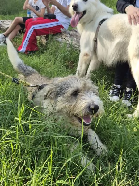 Blue, una simil terrier molto equilibrata | Foto 3