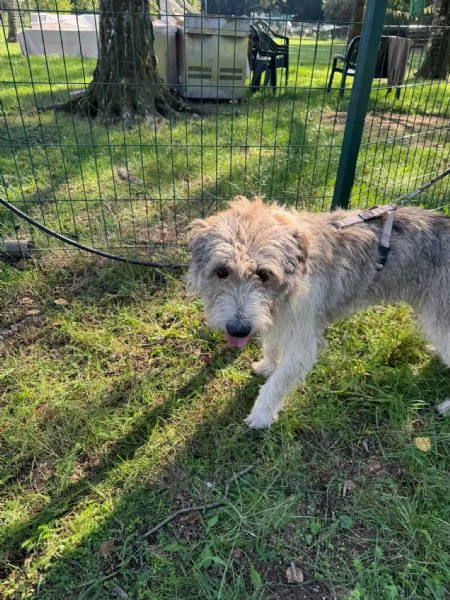 Blue, una simil terrier pronta a regalare affetto | Foto 4