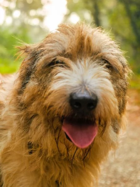 Blue, una simil terrier pronta a regalare affetto