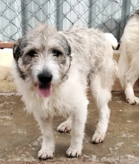 Misty, una giocherellona spettinata | Foto 0