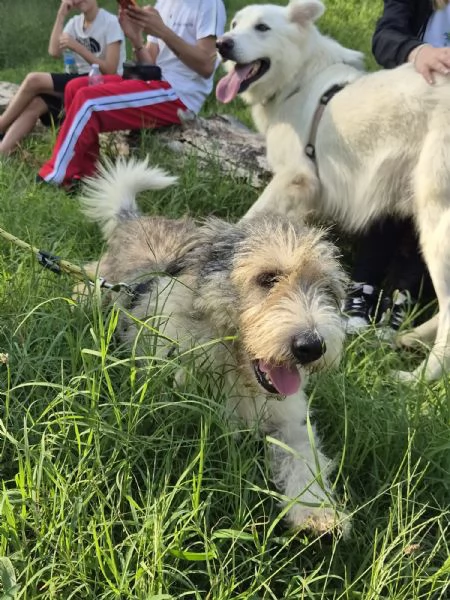 Blue, una simil terrier molto equilibrata | Foto 1