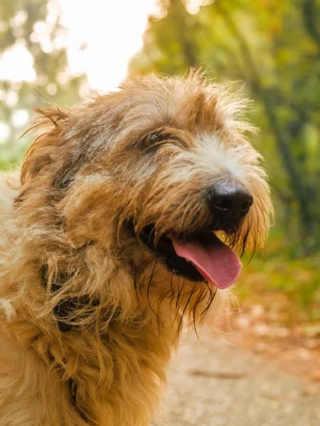Blue, una simil terrier pronta a regalare affetto | Foto 2
