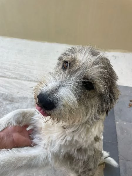 Blue, una simil terrier molto equilibrata | Foto 0