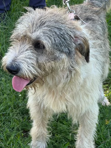 Blue, una simil terrier molto equilibrata