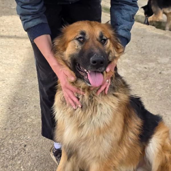 Panko, un coccolone da adottare | Foto 5