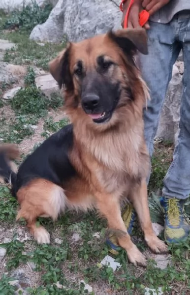 Panko, un coccolone da adottare | Foto 4