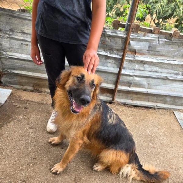 Panko, un coccolone da adottare | Foto 3