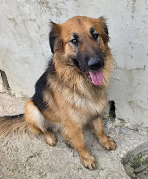 Panko, un coccolone da adottare