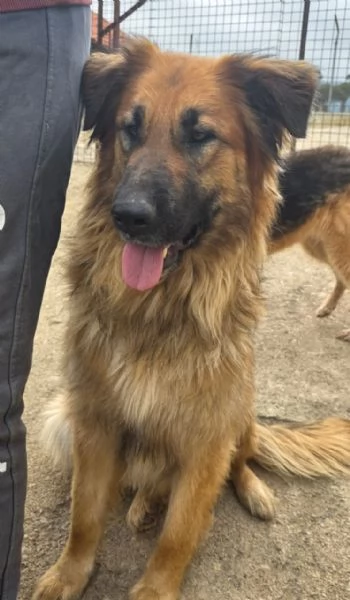 Panko, un coccolone da adottare | Foto 2