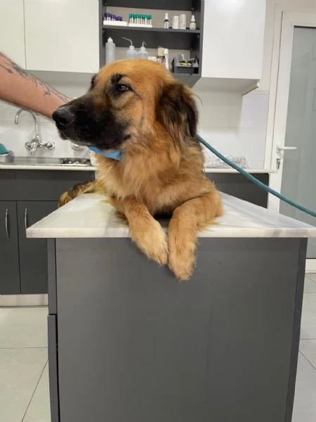 Panko, un coccolone da adottare | Foto 1