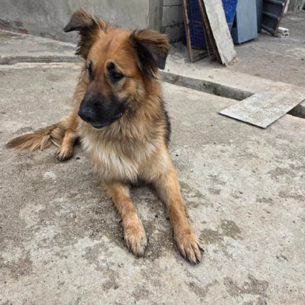 Panko, un coccolone da adottare | Foto 0