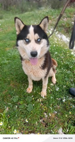 Simba, splendido simil Malamute dagli occhi color cielo