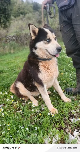 Simba, splendido simil Malamute dagli occhi color cielo | Foto 4
