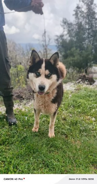 Simba, splendido simil Malamute dagli occhi color cielo | Foto 3