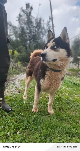 Simba, splendido simil Malamute dagli occhi color cielo | Foto 2