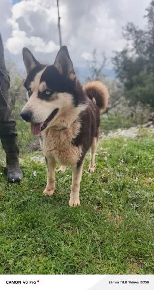 Simba, splendido simil Malamute dagli occhi color cielo | Foto 1