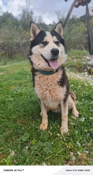 Simba, splendido simil Malamute dagli occhi color cielo | Foto 0
