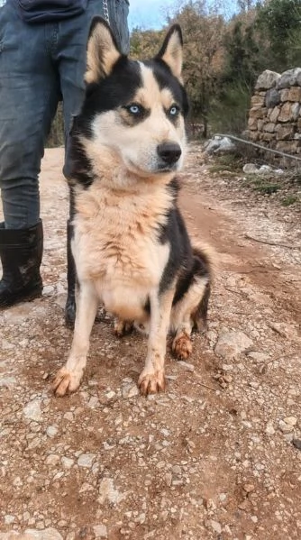 Simba, splendido simil Malamute dagli occhi color cielo | Foto 5