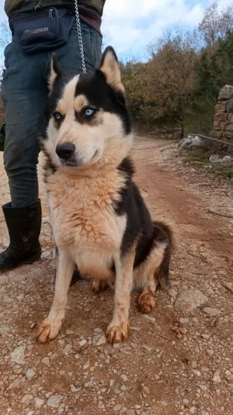 Simba, splendido simil Malamute dagli occhi color cielo | Foto 4