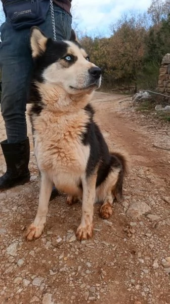 Simba, splendido simil Malamute dagli occhi color cielo | Foto 3