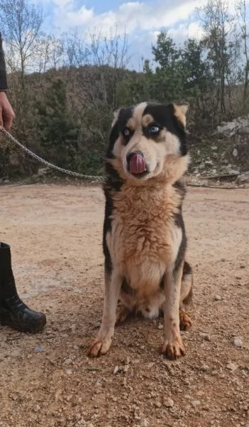 Simba, splendido simil Malamute dagli occhi color cielo | Foto 2