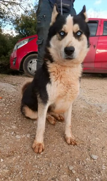 Simba, splendido simil Malamute dagli occhi color cielo