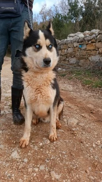 Simba, splendido simil Malamute dagli occhi color cielo | Foto 1