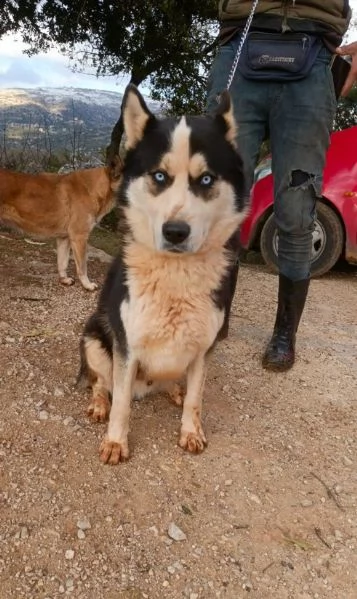 Simba, splendido simil Malamute dagli occhi color cielo | Foto 0