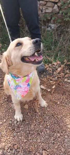 Cindrella, una splendida Golden Retriever | Foto 6