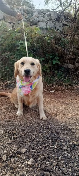 Cindrella, una splendida Golden Retriever