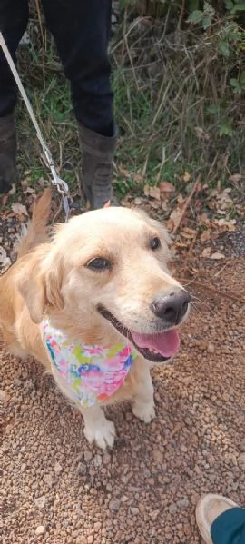 Cindrella, una splendida Golden Retriever | Foto 5