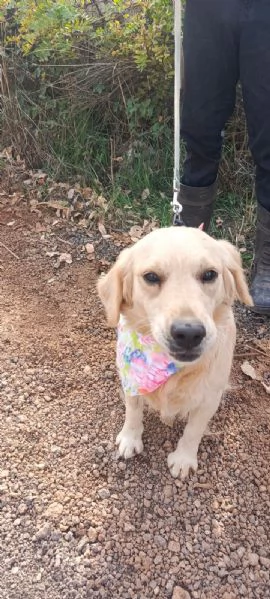 Cindrella, una splendida Golden Retriever | Foto 4