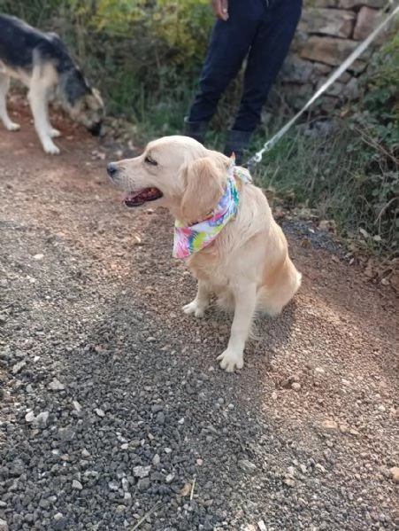 Cindrella, una splendida Golden Retriever | Foto 3
