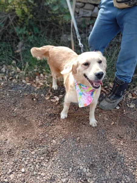 Cindrella, una splendida Golden Retriever | Foto 2
