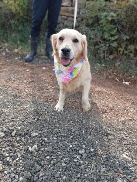 Cindrella, una splendida Golden Retriever | Foto 1