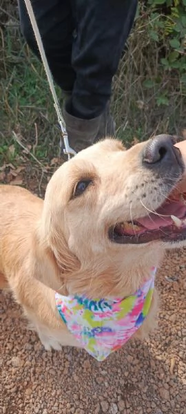 Cindrella, una splendida Golden Retriever | Foto 0