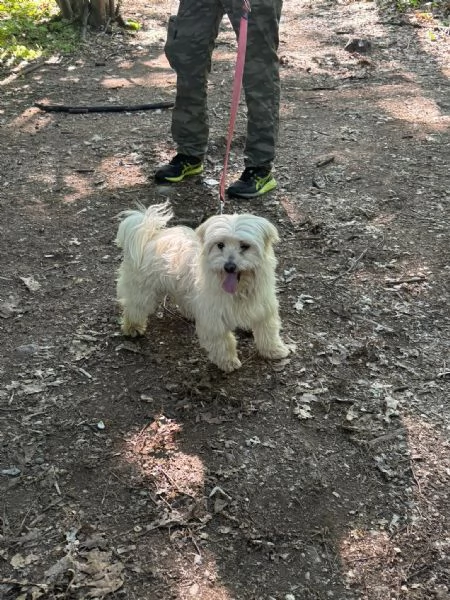 Diego, splendido maltese | Foto 6