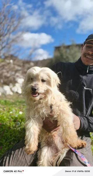 Diego, splendido maltese | Foto 5