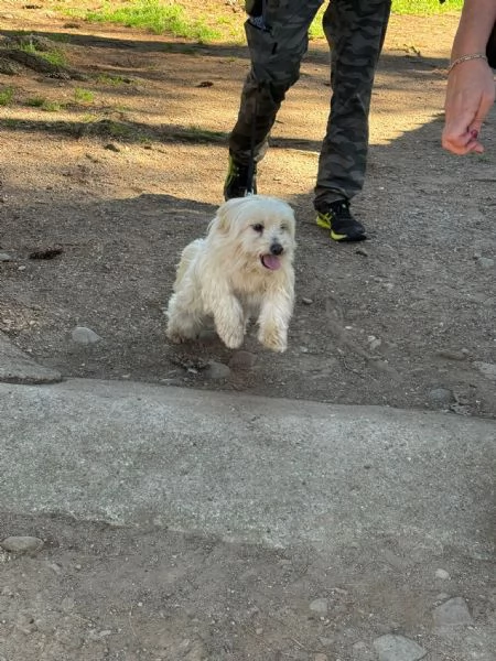 Diego, splendido maltese | Foto 4