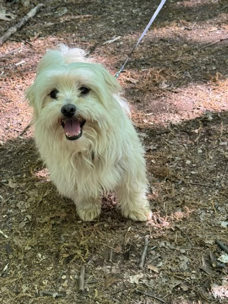 Diego, splendido maltese