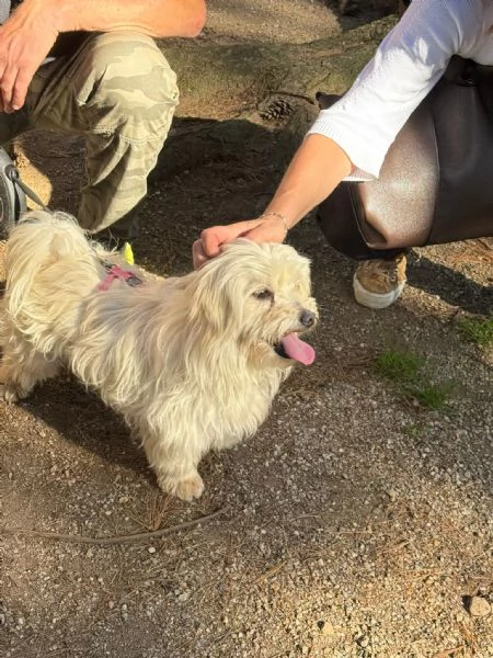 Diego, splendido maltese | Foto 3