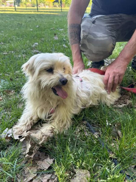 Diego, splendido maltese | Foto 2